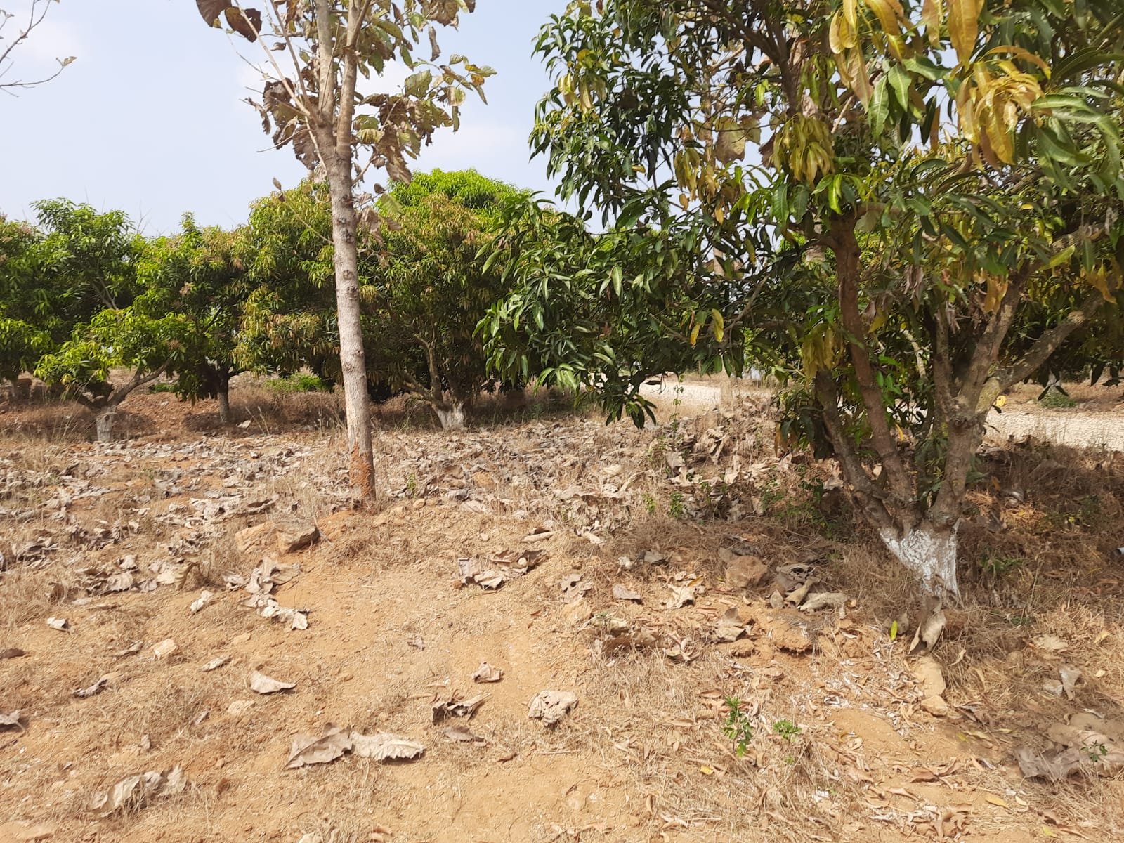 Agricultural Land photo 3