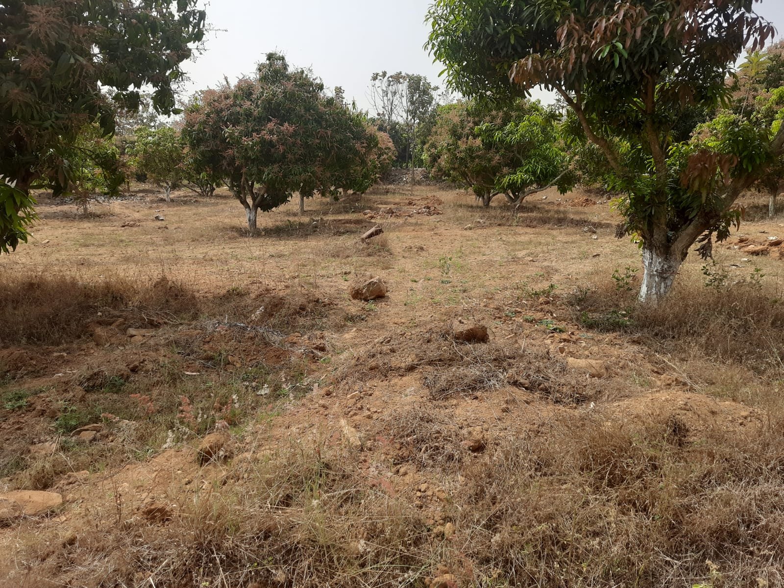 Agricultural Land photo 4